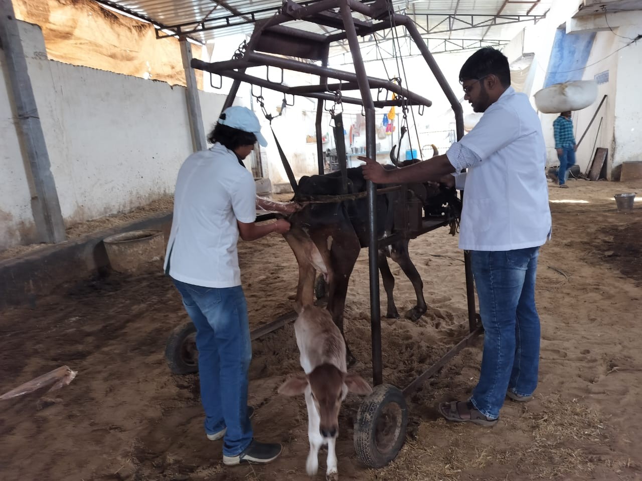 Free animal treatment done at Govindghad gaushala chomu 30.01.2024